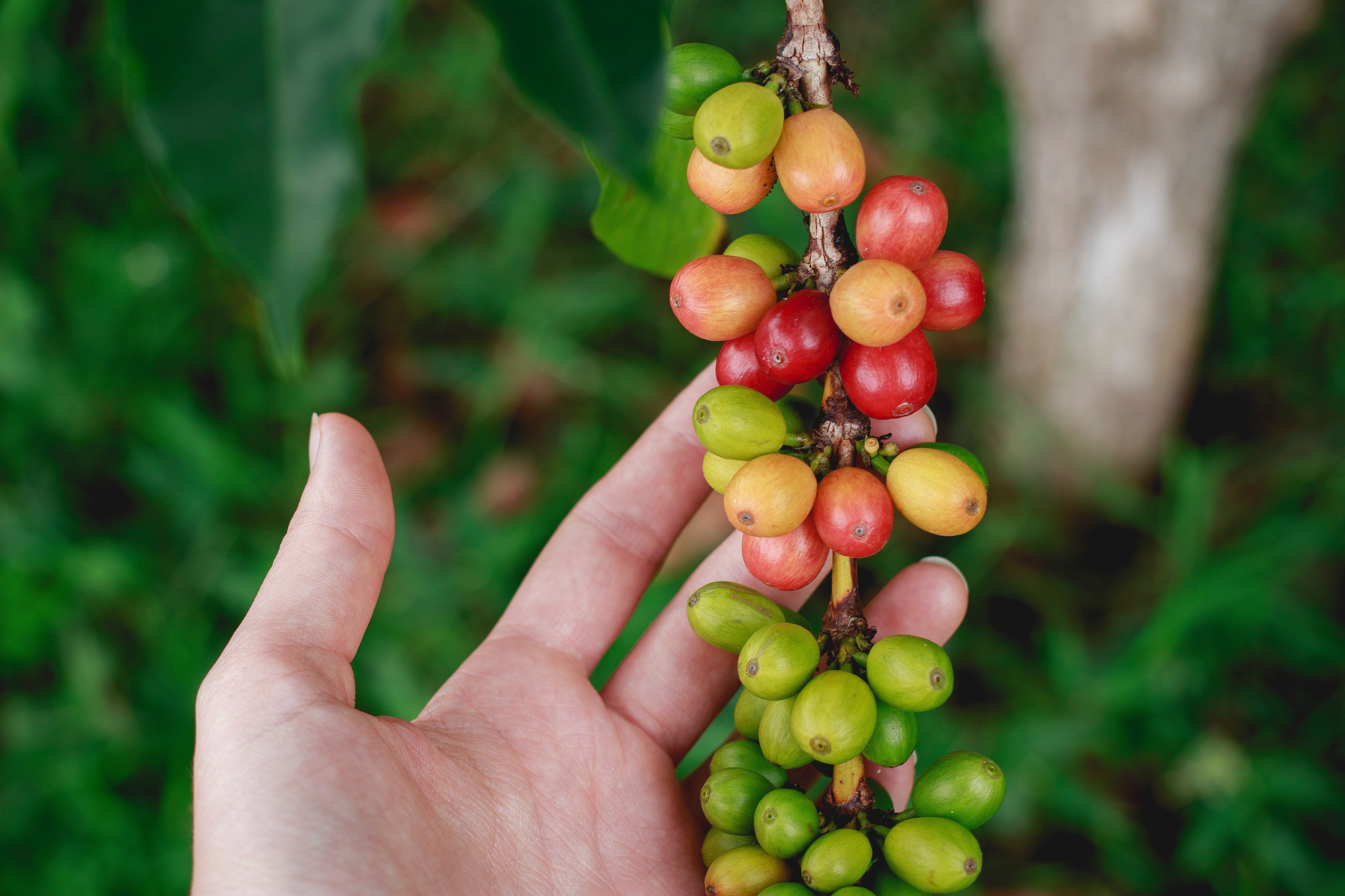 Coffee – species and varieties