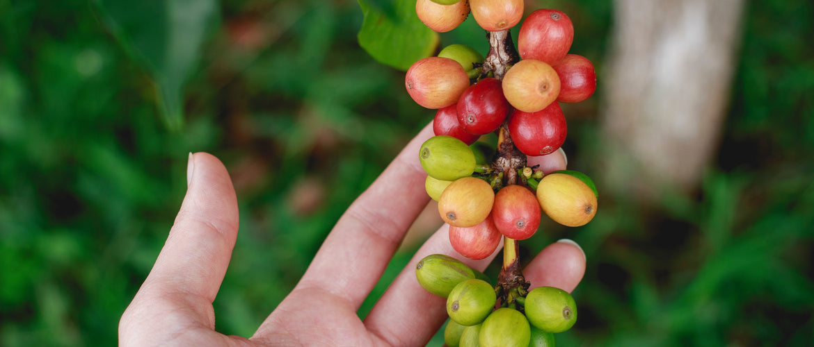 Coffee – species and varieties