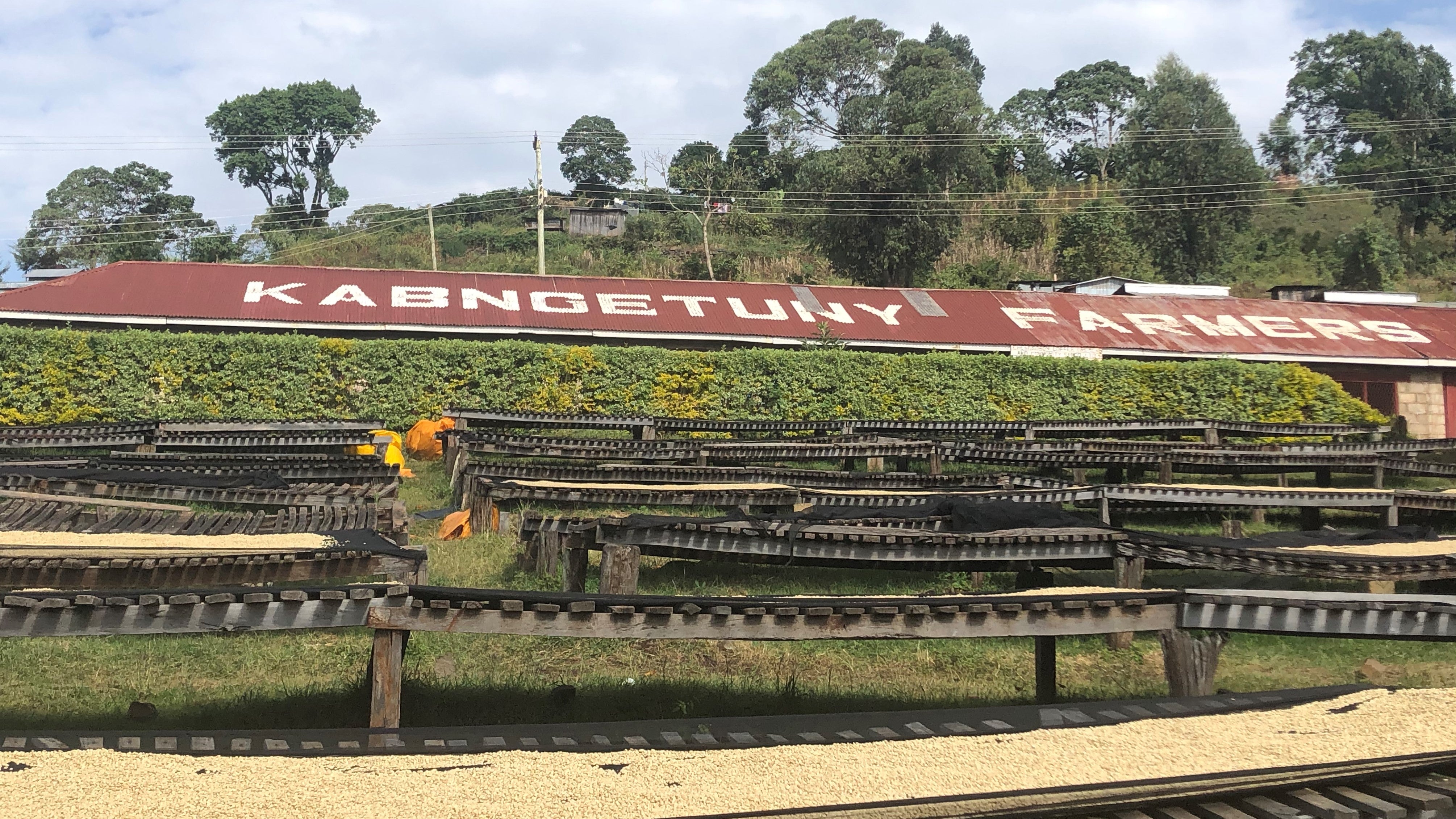 Kapng’etuny – Women in Coffee and natural processed coffee