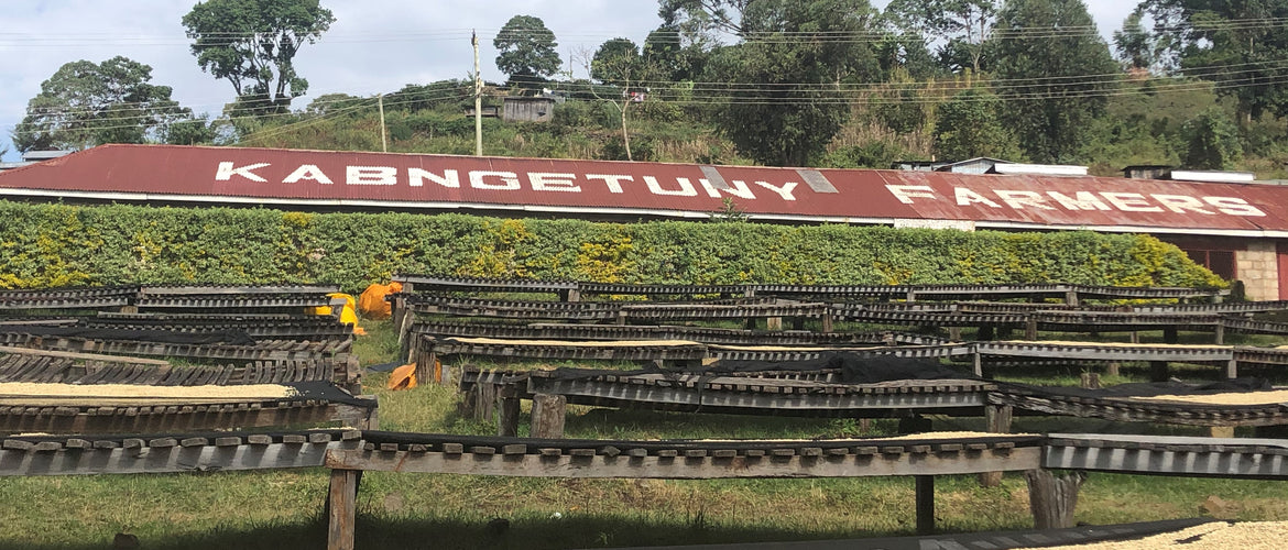 Kapng’etuny – Women in Coffee and natural processed coffee