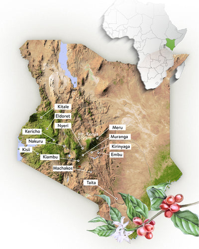 Kenyan Coffee - Growing Regions & Growing Conditions