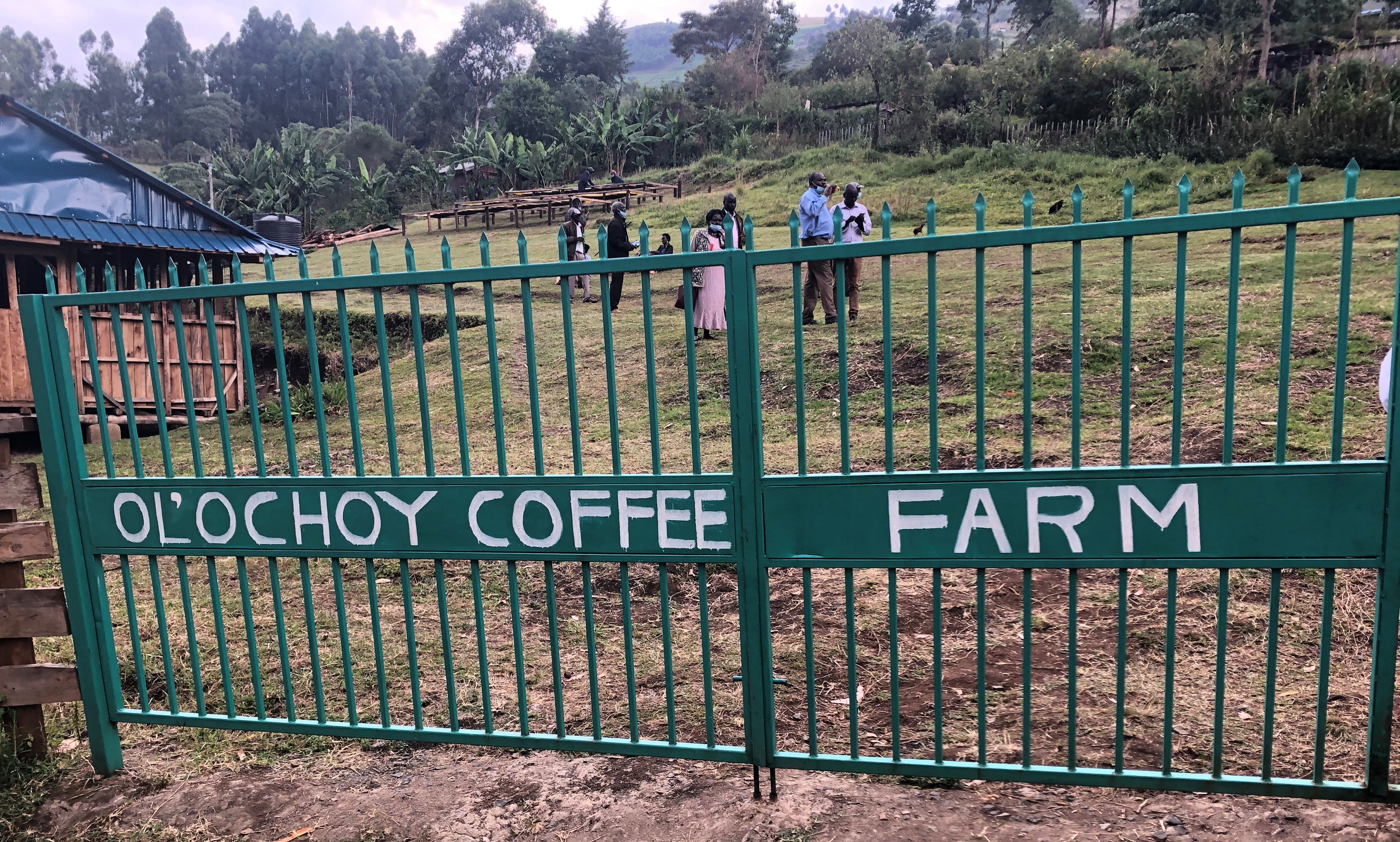 Ol’ochoy Farm – From coffee cherry picking, to the drying process