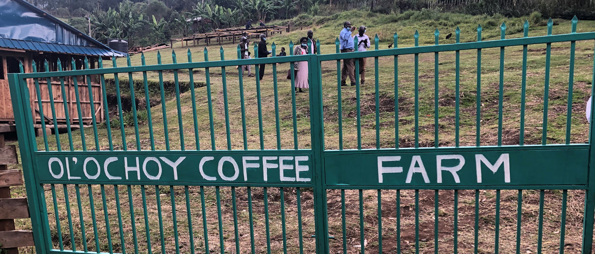 Ol’ochoy Farm – From coffee cherry picking, to the drying process