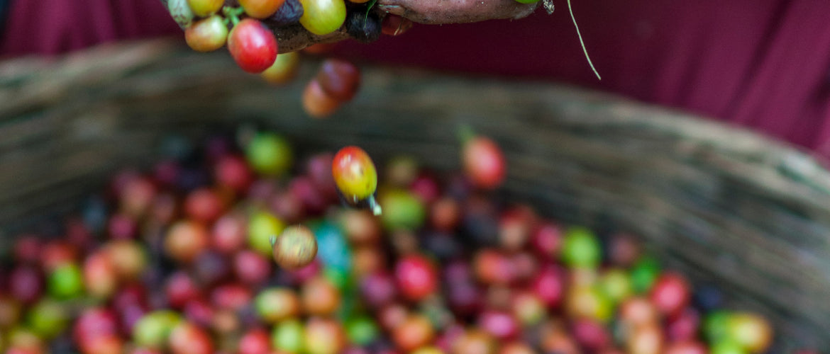 The Coffee Harvest