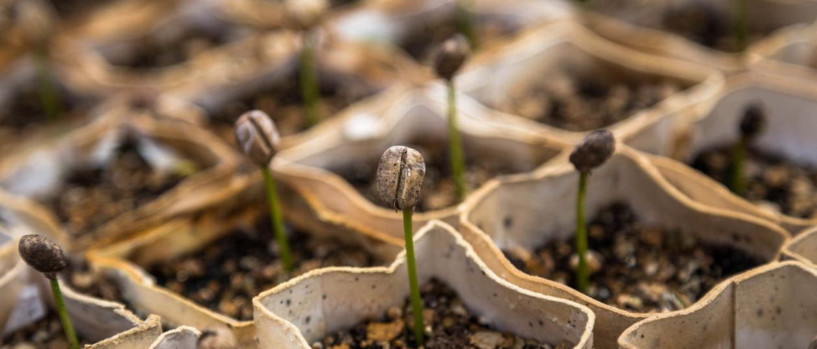 Kenyan Coffee – History & Varietals