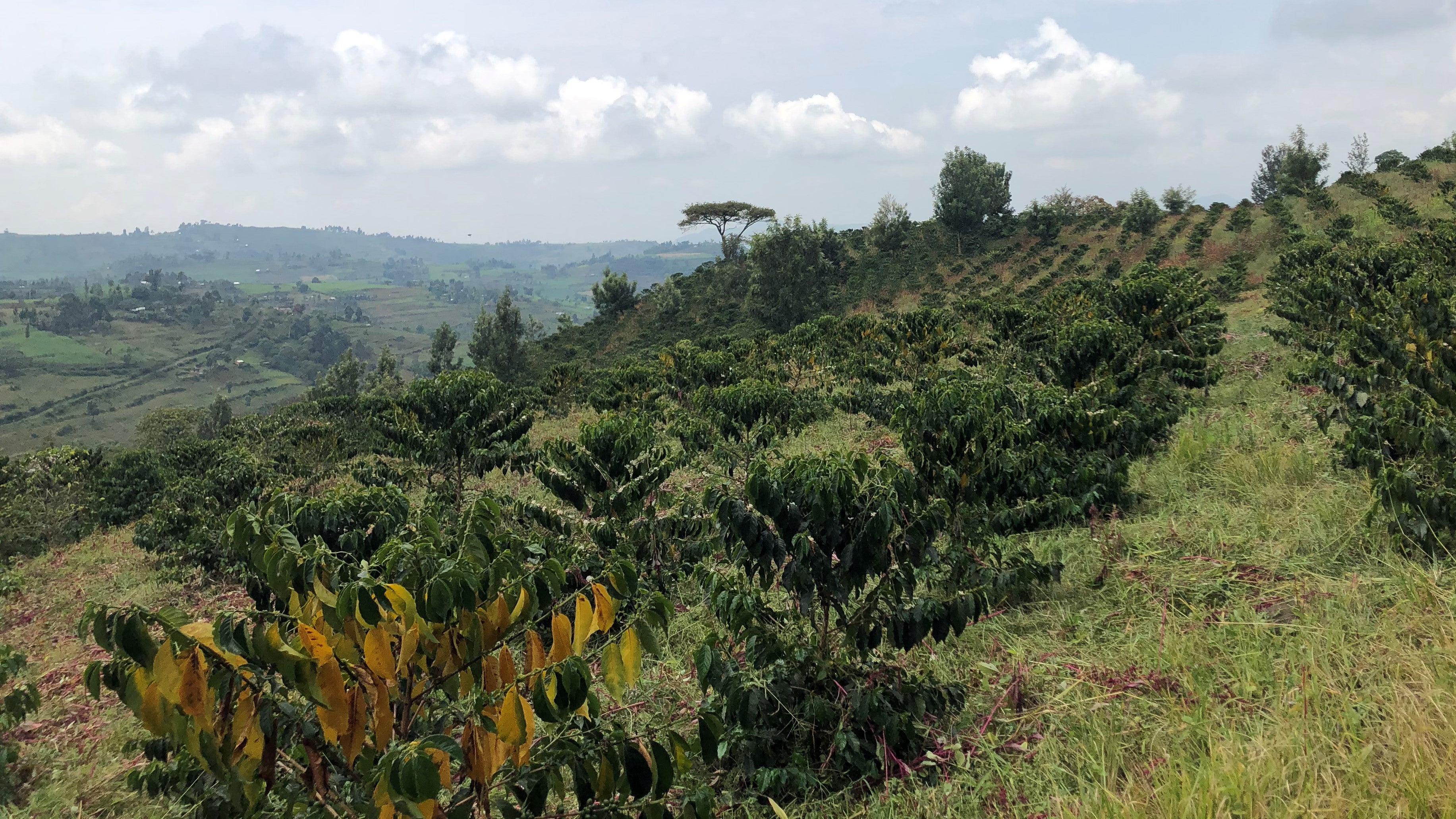 Lionhill coffee plant nursery and coffee farm