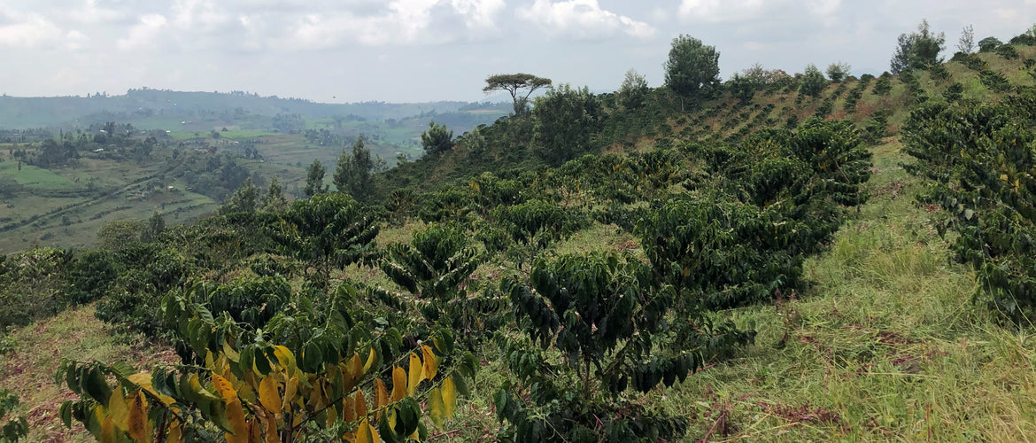 Lionhill coffee plant nursery and coffee farm