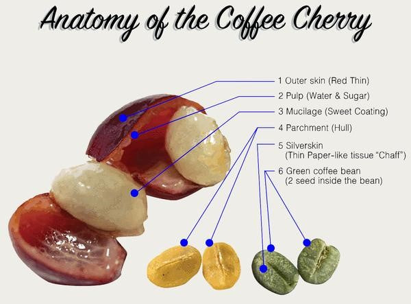 The Coffee Cherry