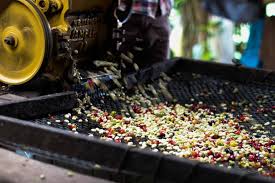 Coffee processing - An overview about the different methods and their impact on flavor